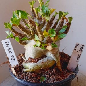 2603 43 Arabicum Godji Champ x Hulk