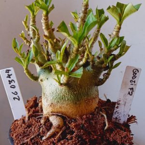 2603 44 Arabicum Godji F2