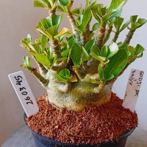 2603 45 Arabicum Godji DK x Onyx