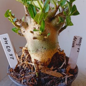 2603 46 Arabicum Godji F2 x Aueng