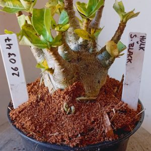 2603 47 Arabicum Hulk x S Black