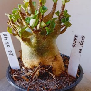 2603 48 Arabicum Godji F2 x Aeung