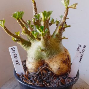 2603 49 Arabicum Godji Champ x Hulk