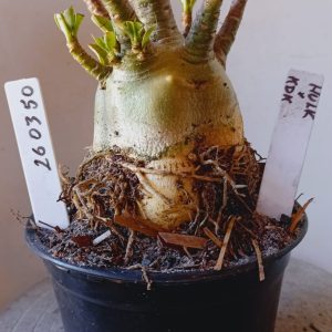 2603 50 Arabicum Hulk x KDK