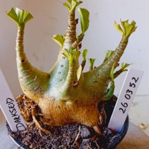 2603 52 Arabicum Darkseid