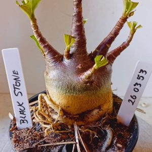 2603 53 Arabicum Black Stone