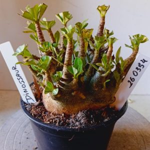 2603 54 Arabicum Dinossaur