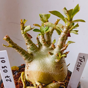 2703 01  Arabicum Tyson