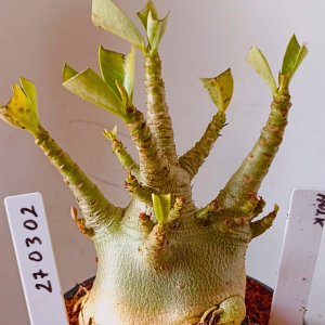 2703 02 Arabicum Hulk