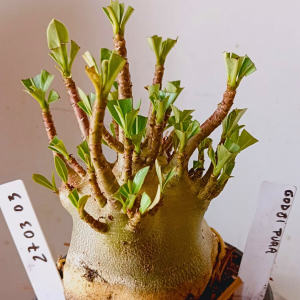 2703 03 Arabicum Godji Pura