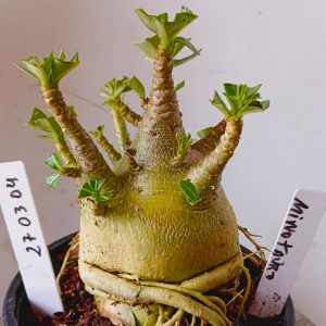 2703 04 Arabicum Minotauro