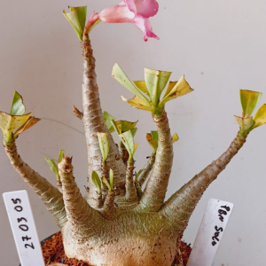 2703 05 Arabicum PBN Soco