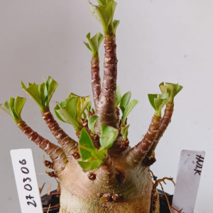 2703 06 Arabicum Hulk