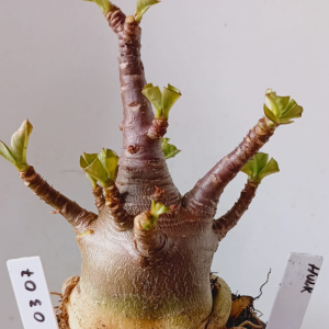 2703 07 Arabicum Hulk