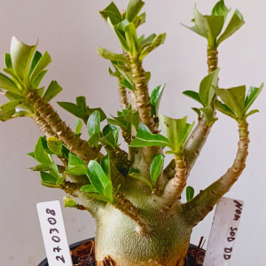 2703 08 Arabicum Nom Sod DD