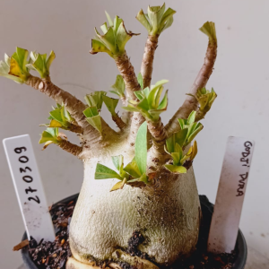 2703 09 Arabicum Godji Pura