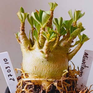 2703 10 Arabicum Minotauro