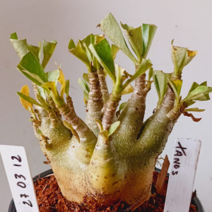 2703 12 Arabicum Tanos