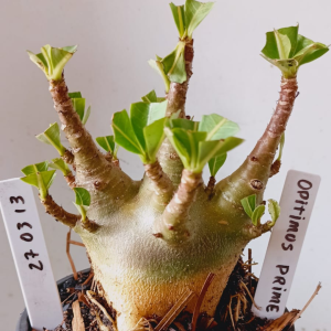 2703 13 Arabicum Optmus Prime