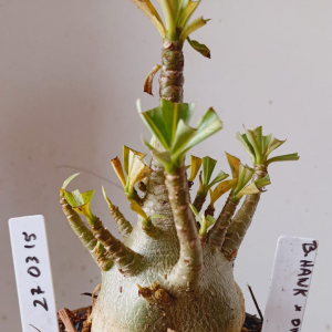 2703 15 Arabicum Black Hank x Onyx