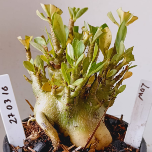 2703 16 Arabicum Low