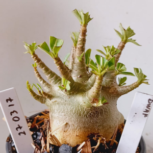 2703 17 Arabicum Dwaf