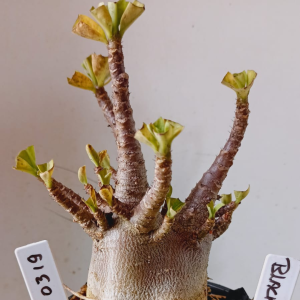 2703 19 Arabicum Black Pura