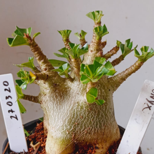 2703 20 Arabicum Onyx