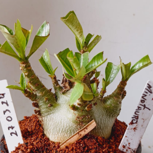 2703 24 Arabicum Minotauro