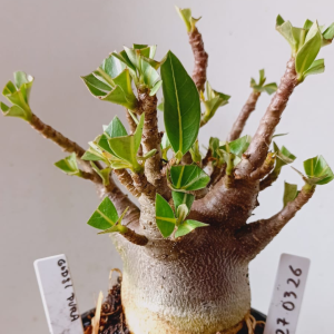 2703 26 Arabicum Godji Pura