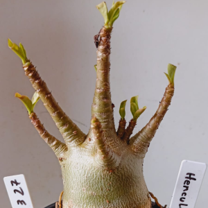 2703 27 Arabicum Hercules