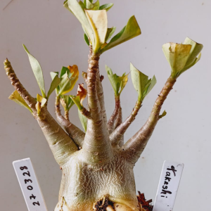 2703 28 Arabicum Takeshi