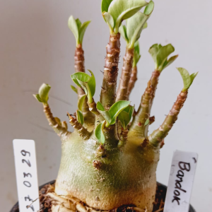 2703 29 Arabicum Bardok