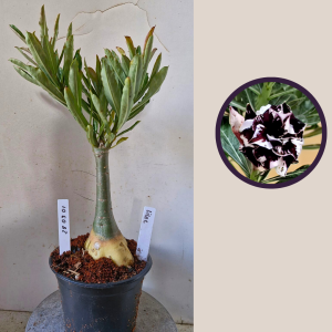 2803 01 Rosa do Deserto Lilac