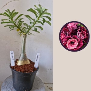 2803 02 Rosa do Deserto Saturno