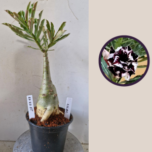 2803 03 Rosa do Deserto Lilac frost caudex de arabicum