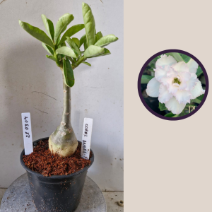 2803 04 Rosa do Deserto Coral Angel