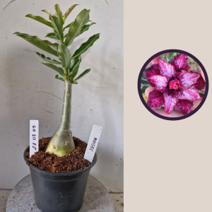 2803 05 Rosa do Deserto Moises