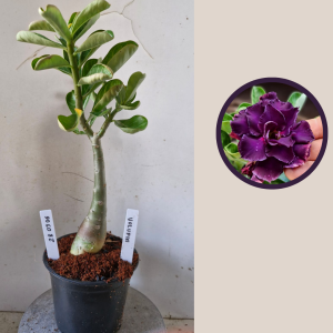 2803 06 Rosa do Deserto Volupia