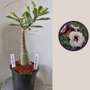 2803 07 Rosa do Deserto Luminatang