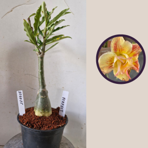 2803 08 Rosa do Deserto Perfect