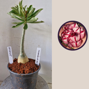 2803 09 Rosa do Deserto Thinking Of You 2