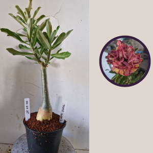 2803 40 Rosa do Deserto Triple Wish 3