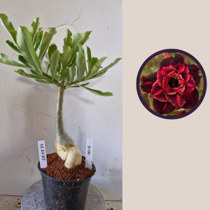 2803 37 Big caudex  P-180