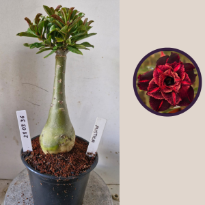 2803 36 Rosa do Deserto Mistica