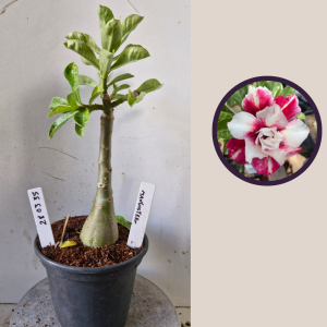 2803 35 Rosa do Deserto Mangosteen