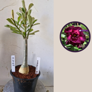 2803 31 Rosa do Deserto Mirabillis 2