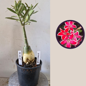 2803 30 Rosa do Deserto Estrelinha