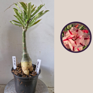 2803 10 Rosa do Deserto Princess Athea