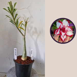 2803 29 Rosa do Deserto Ferrari